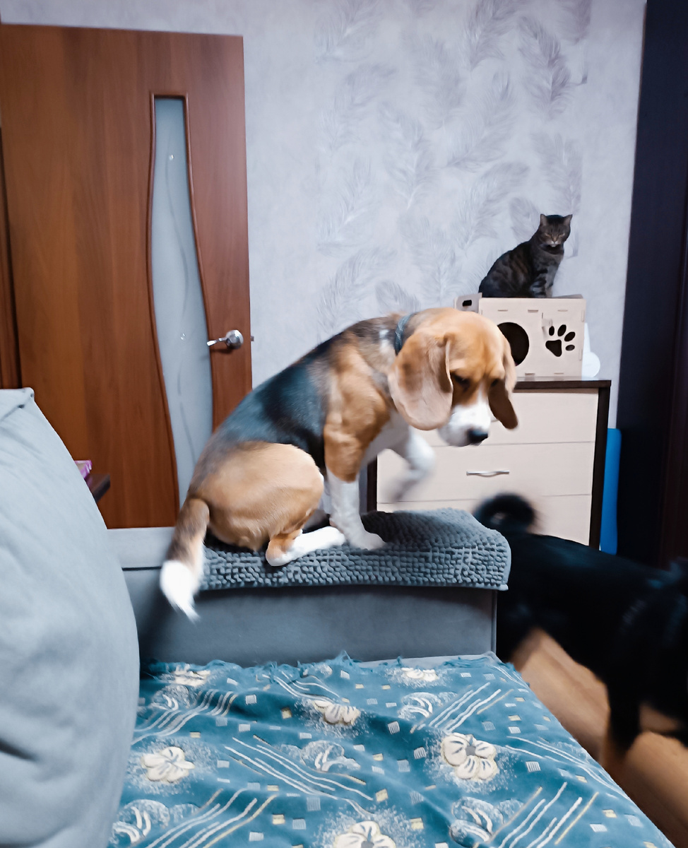 Мартин сидит на диване. Фото автора