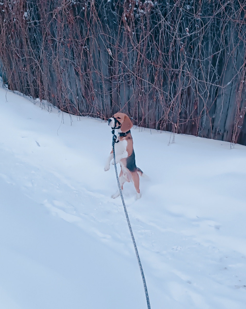 Мартин на прогулке. Осматривает округу. Фото автора