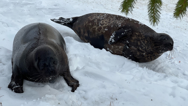 Фото: фонд друзей балтийской нерпы