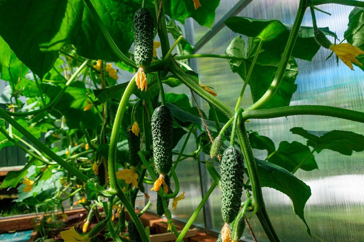    Фото: Alexei_other / Pixabay.com