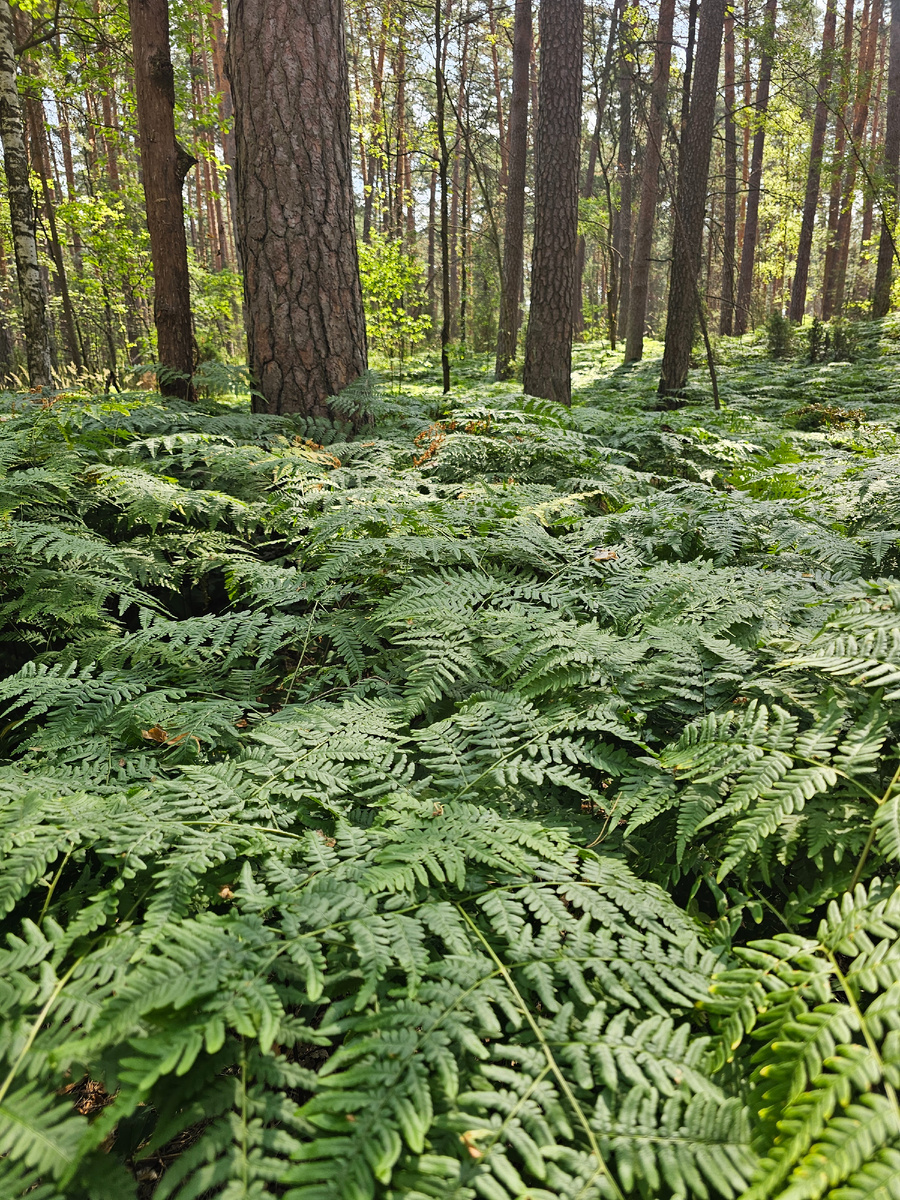 Мещера (автор фото Л.Баева)