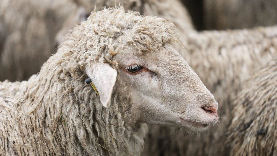    Фото: Andrey Titov/Globallookpress