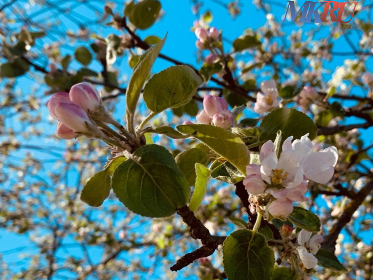     Фото: "МК в Калуге"