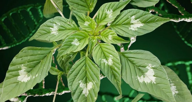    Омужествление популяций опасного сорняками с устойчивостью к гербицидам позволит избавиться от него без пестицидов