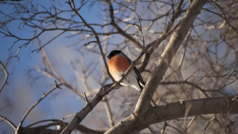     Снигирь в парке "Изумрудный", Барнаул. Дарья Беркетова