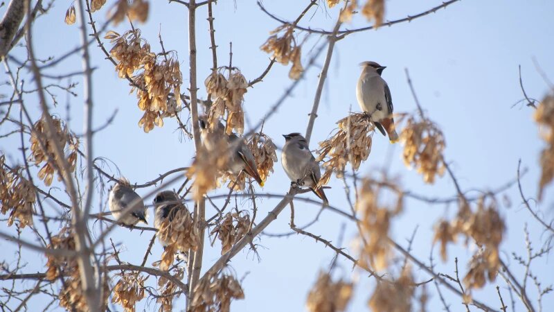     Толстенькие свиристели в Барнауле, 2025 год. Дарья Беркетова