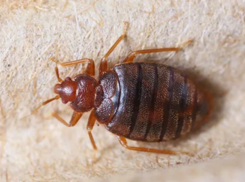 Chem pitayutsya pastel'nyye klopy