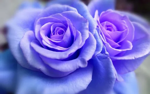 Картинка найдена на просторах интернета, ссылка: https://yandex.ru/images/search?from=tabbar&img_url=https%3A%2F%2Fimages.alphacoders.com%2F708%2Fthumb-1920-708369.jpg&lr=103814&p=4&pos=7&rpt=simage&text=%D1%86%D0%B2%D0%B5%D1%82%D0%BE%D0%BA%20%D1%80%D0%BE%D0%B7%D0%B0%20%D0%B3%D0%BE%D0%BB%D1%83%D0%B1%D0%B0%D1%8F%20%D0%BB%D0%B0%D0%B3%D1%83%D0%BD%D0%B0