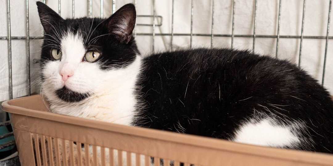 🐈‍⬛ Мазутка тоже надеется на свой счастливый шанс.