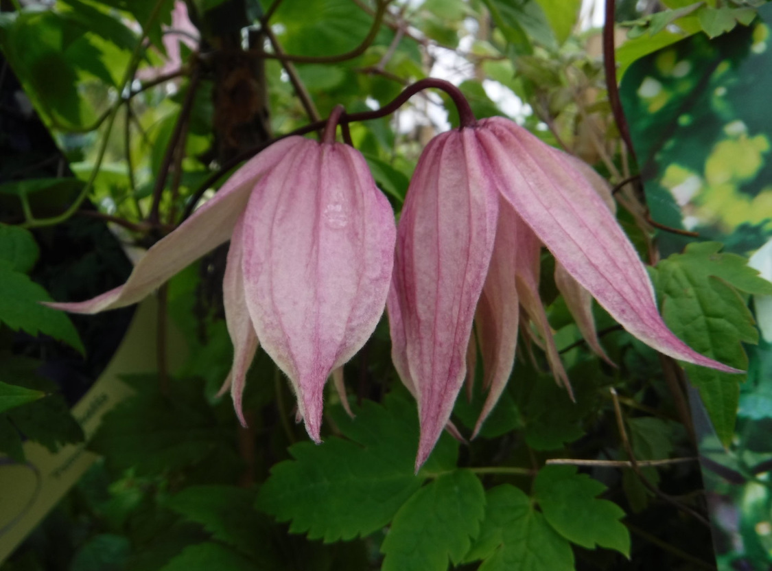 kauppa.puutarhatalo.fi