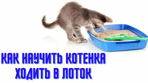 ЧТО ДЕЛАТЬ, ЕСЛИ КОТЕНОК НЕ ХОДИТ В ЛОТОК