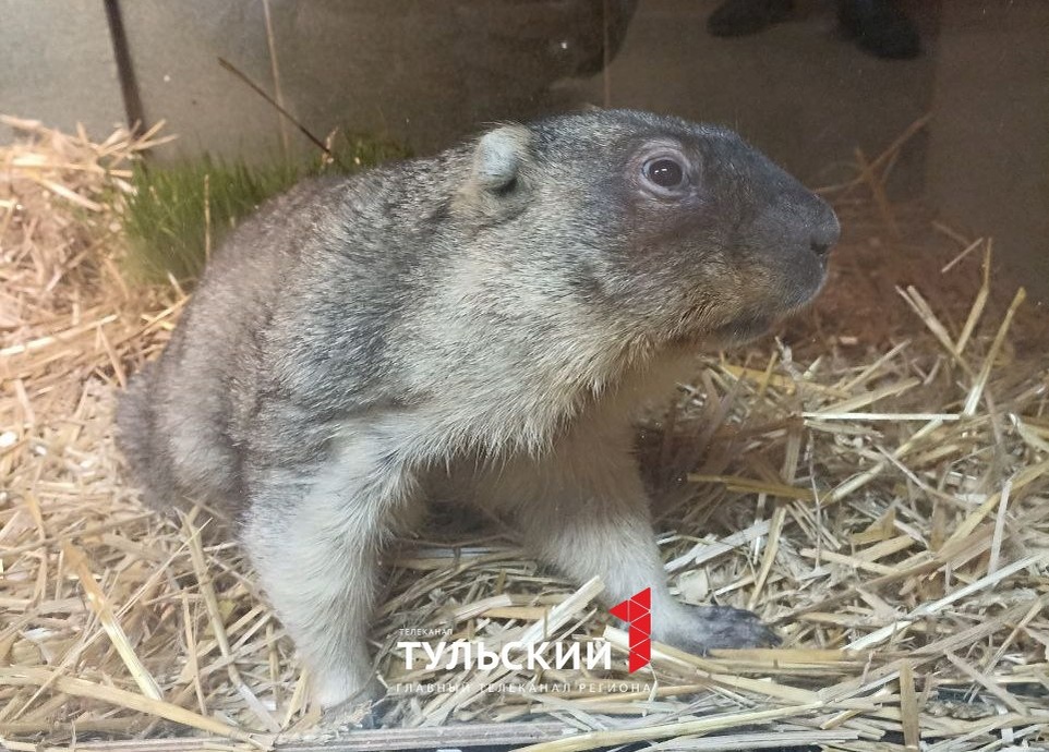 Автор: Первый Тульский