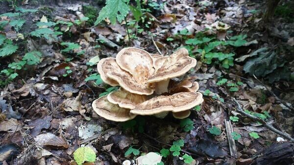    © В. Кравчук, В. Самусенко/ Нацпарк "Беловежская пуща"