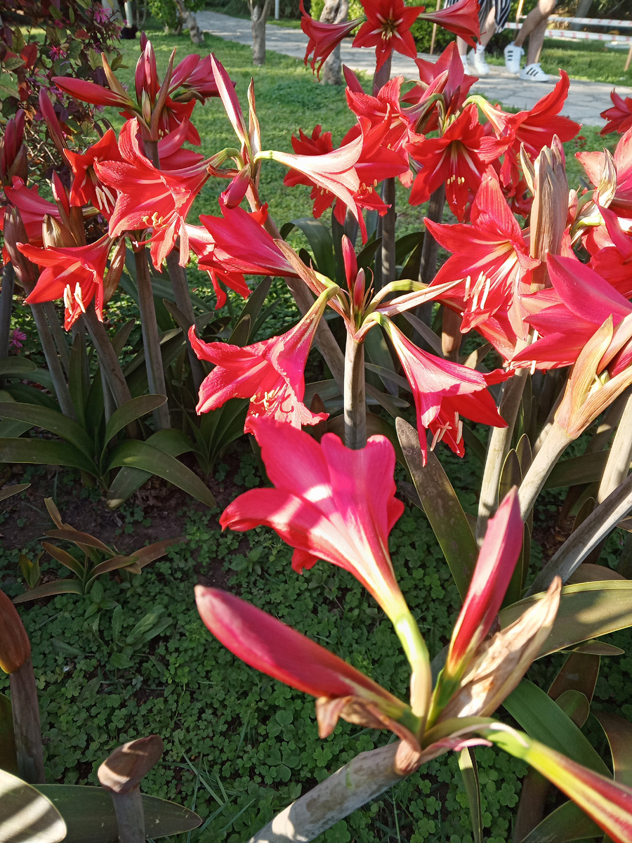 Интересно, что это за сорт лилий? Они реально огромные!