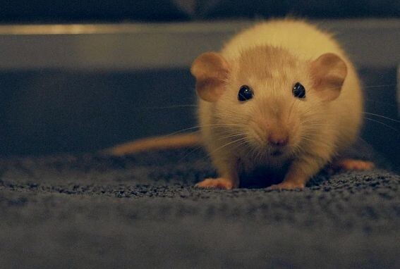 Крыса на чердаке