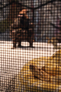 Хуан Юн Пин, «Театр мира и мост». Гигантские тараканы и сверчки в кадр не попали. Фото с сайта lenta.ru