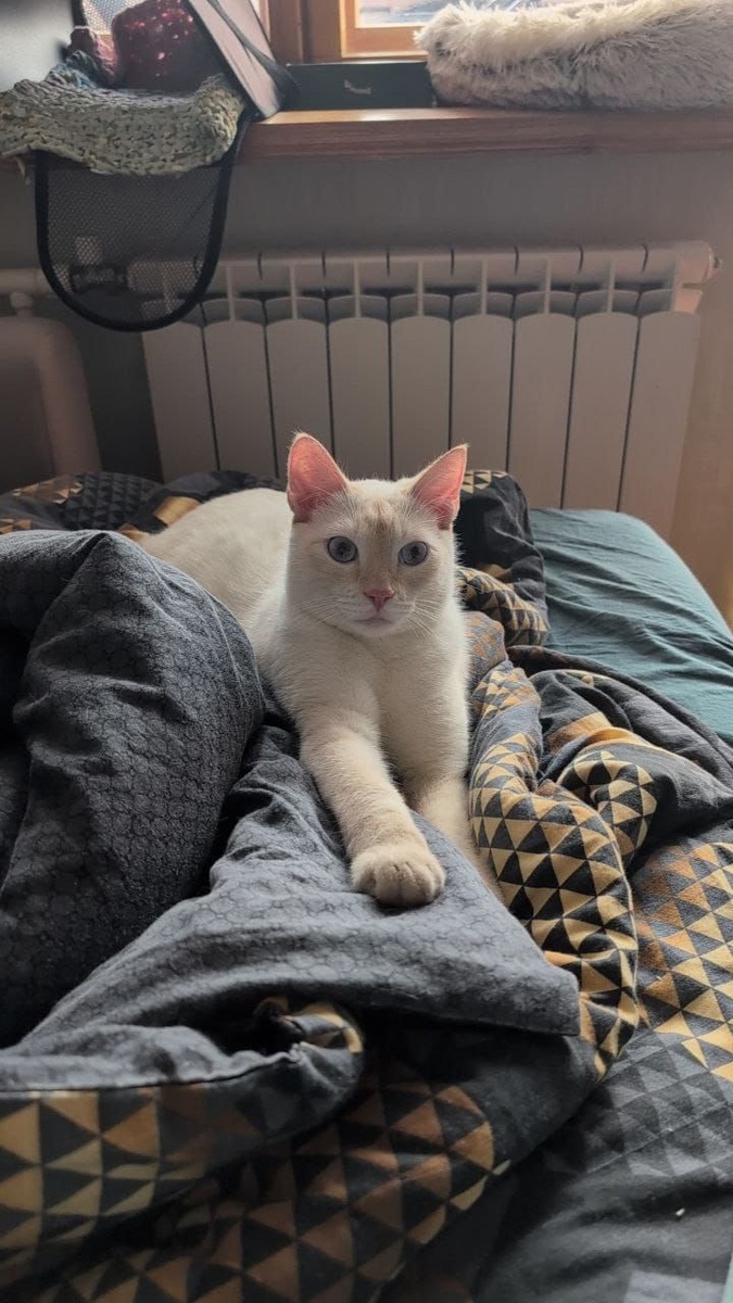 Красавчик Котлин (Пабло)