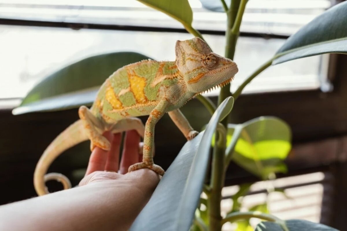    Хамелеон и белка: Воронежцам назвали самых необычных пассажиров поездов