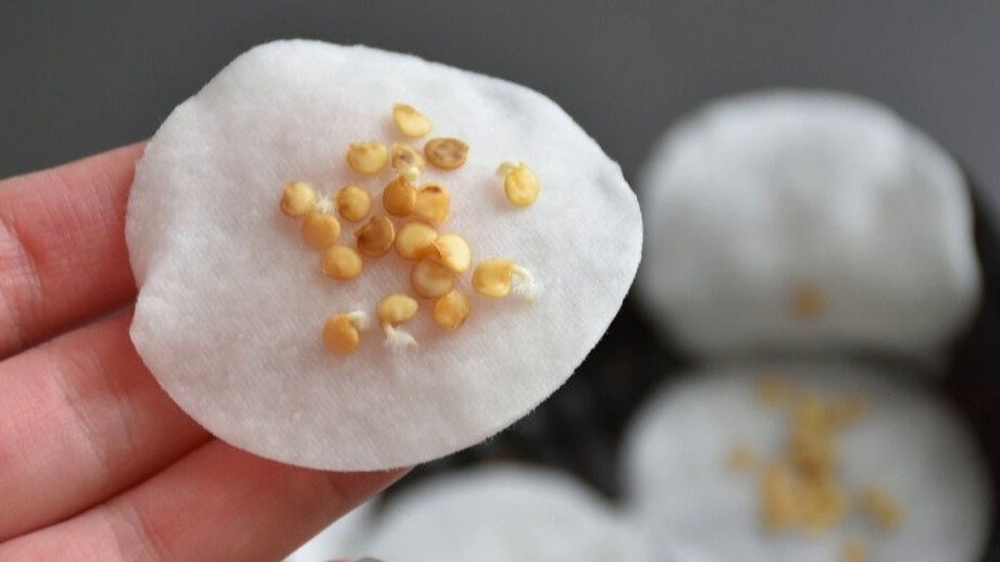 Активирую быстрое проращивание перца даже из старых семян. 4 экспресс-метода заставят взойти 85-90% посевов за 14-24 часа