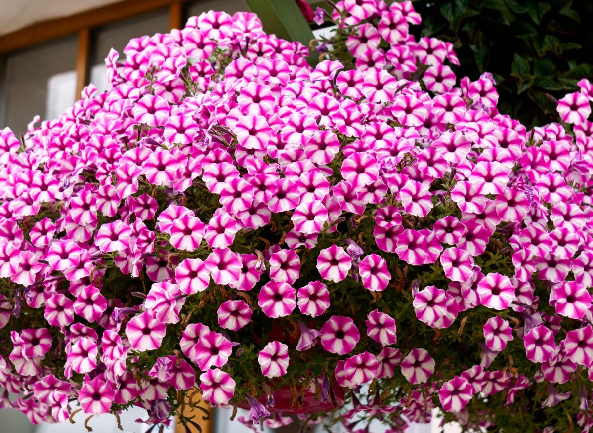 Петунии и сурфинии-королевы летних балконов