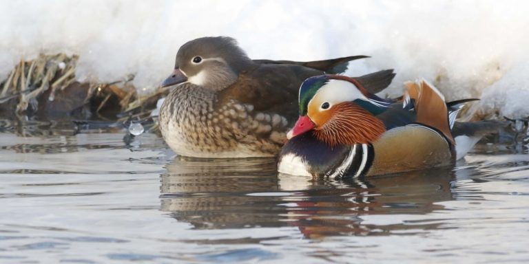    Фото: Департамент природопользования и охраны окружающей среды города Москвы Екатерина Шахнина