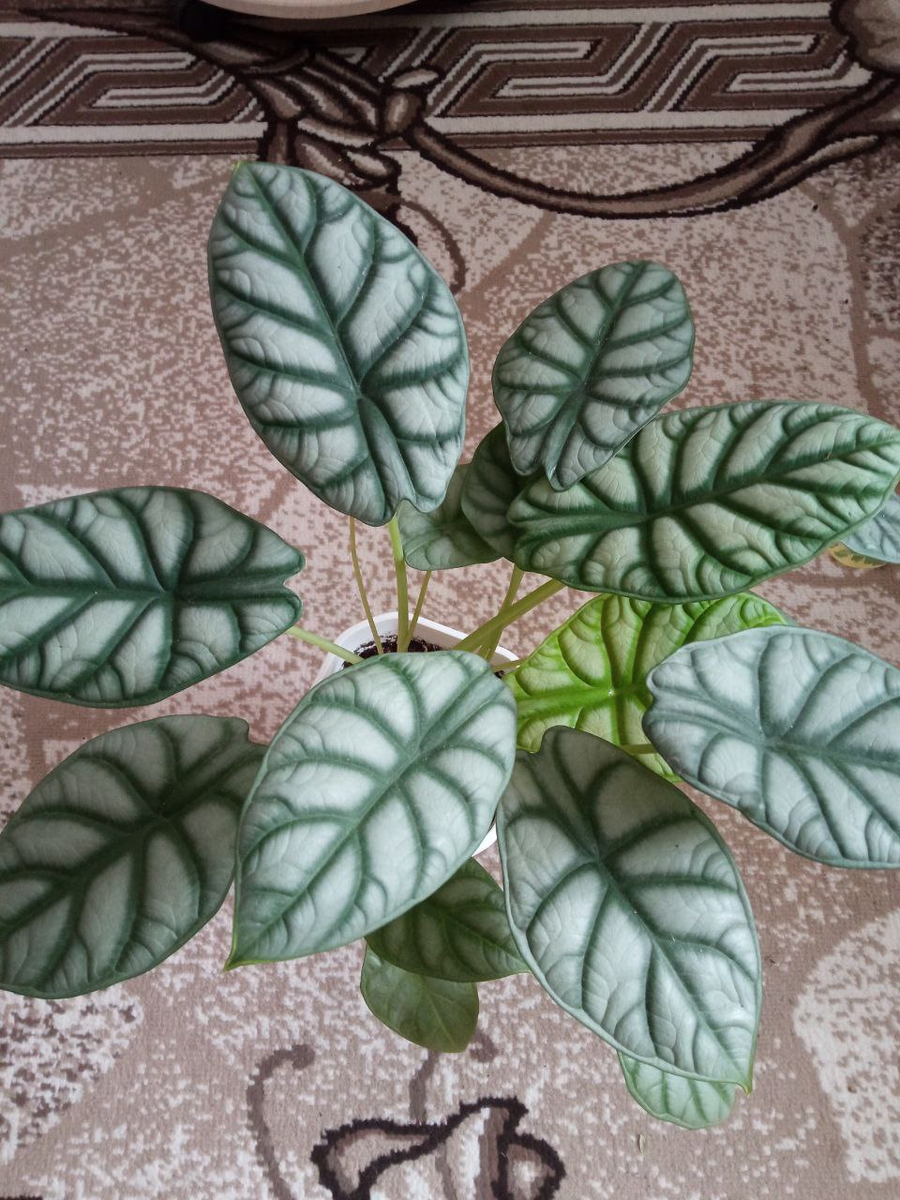 Дракон любит влажность и тёплый климат