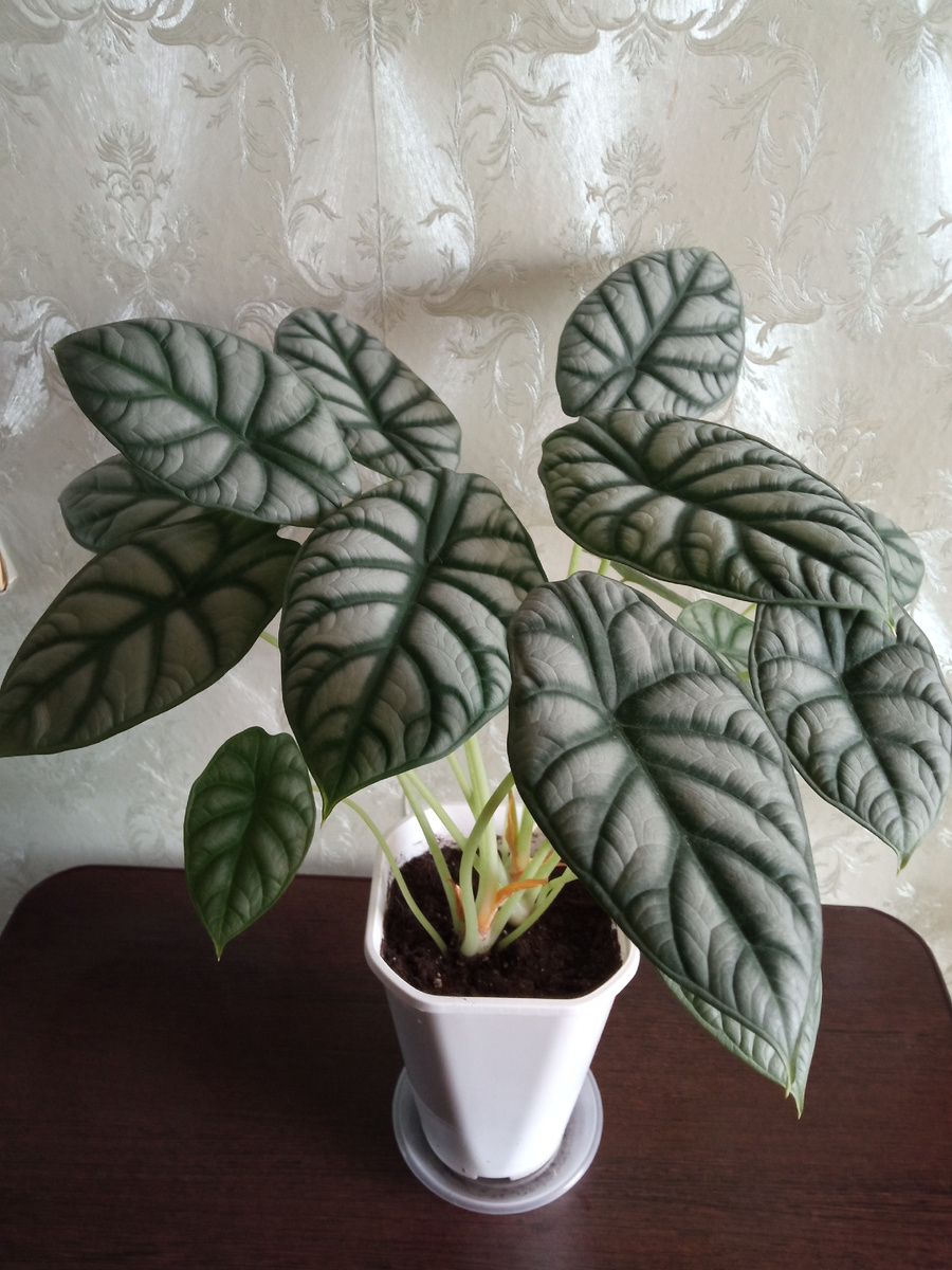 Моя прелесть