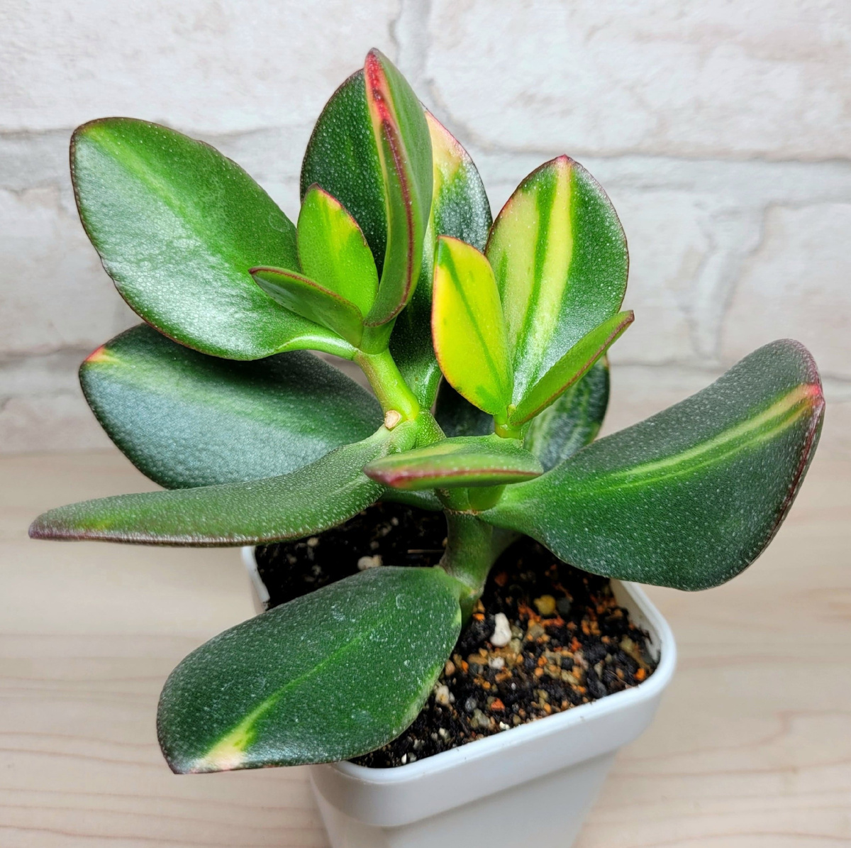 Фото 1. С чего всё началось.