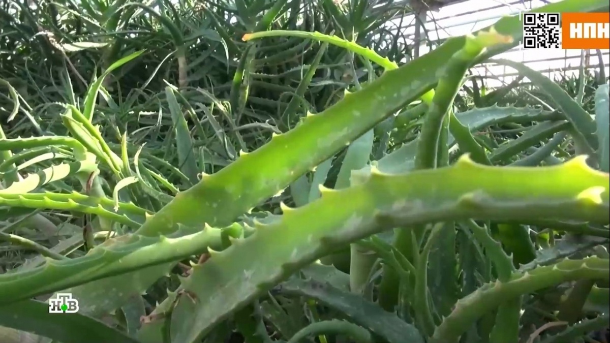    На федеральном канале показали саратовскую плантацию алоэНовости Саратова и области – Сетевое издание «Репортер64»