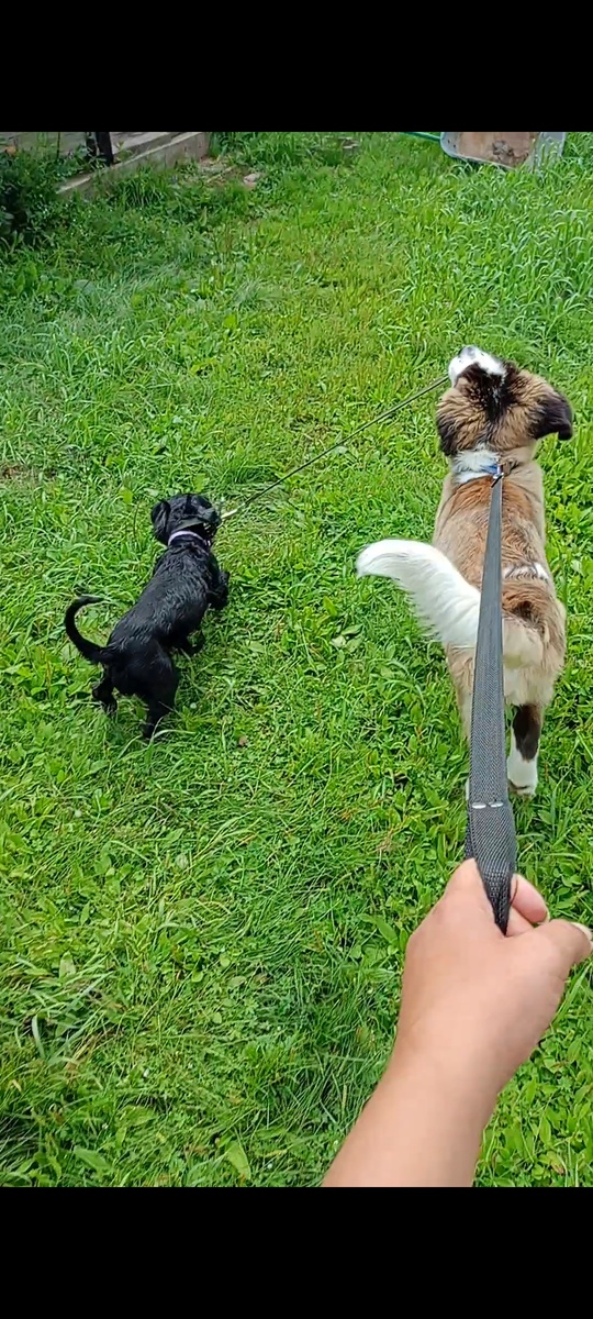 Кто кого выгуливает 🤣