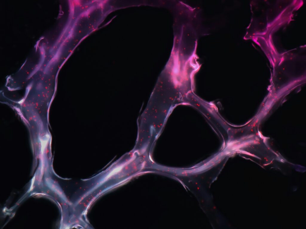    Фото: Unsplash. Автор: National Cancer Institute