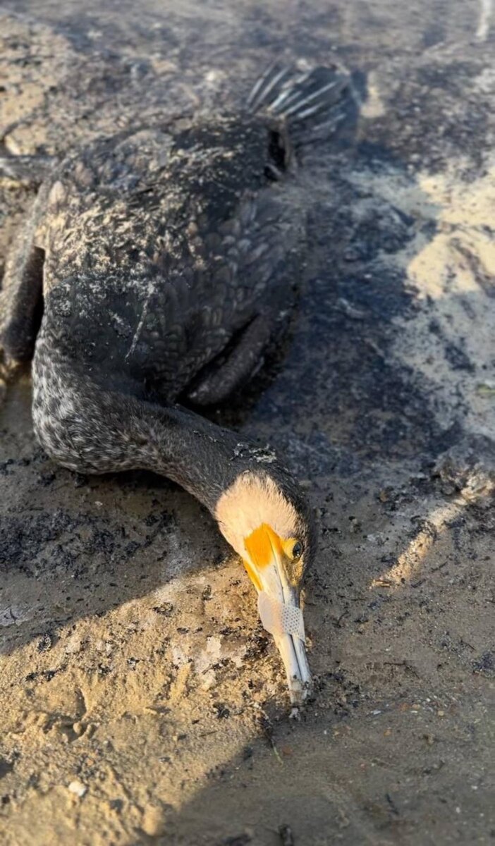 Фото: телеграм-канал «Жемчужная 9 Реабилитационный центр Официальный канал»