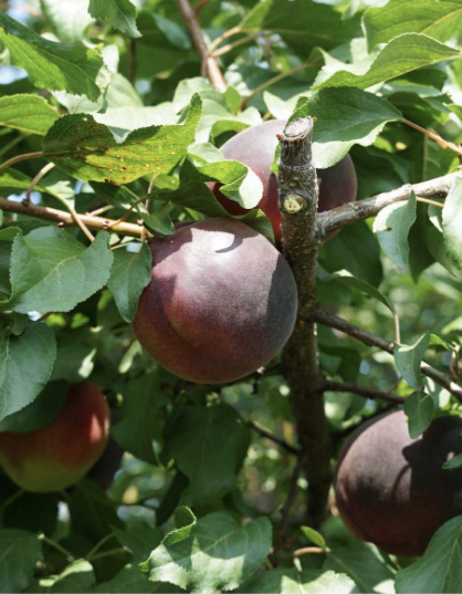 Абрикос Черный Бархат