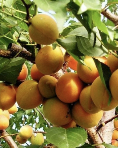 Абрикос Орловчанин