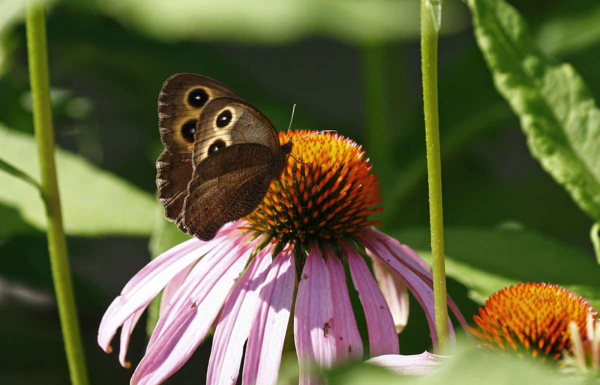 Jerry Cannon – Cercyonis pegala, 2015 г.