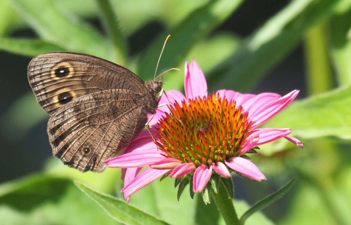 birds-blooms-butterflies – Cercyonis pegala, 2022 г.
