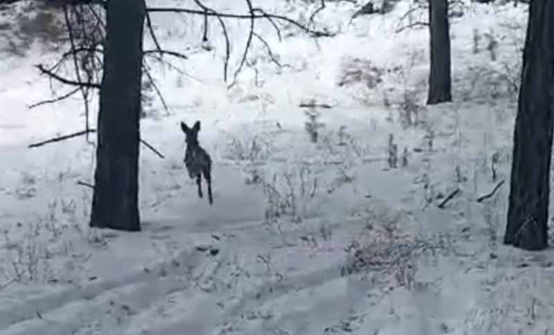 Скриншот видео Бурприроднадзора