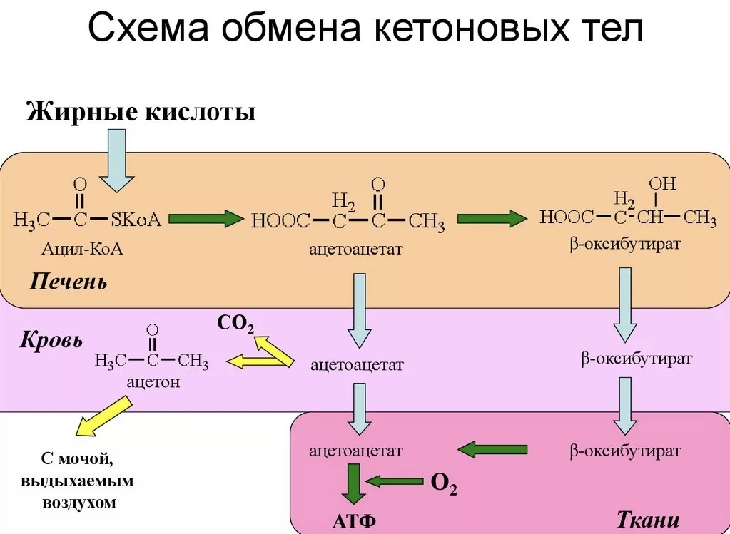 Схема из открытых источников, https://kasheloff.ru