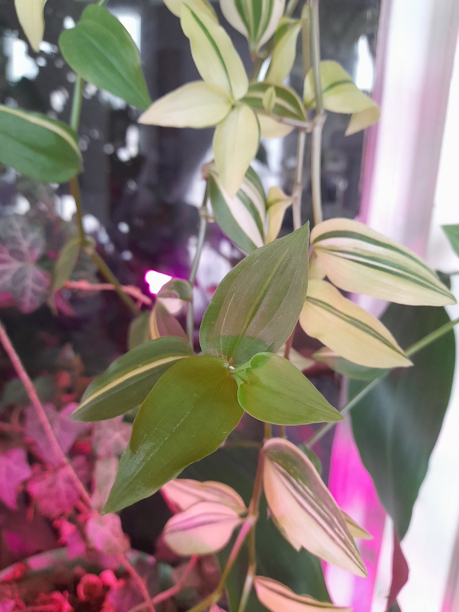 Пример изменения окраса листьев у вариегатного растения