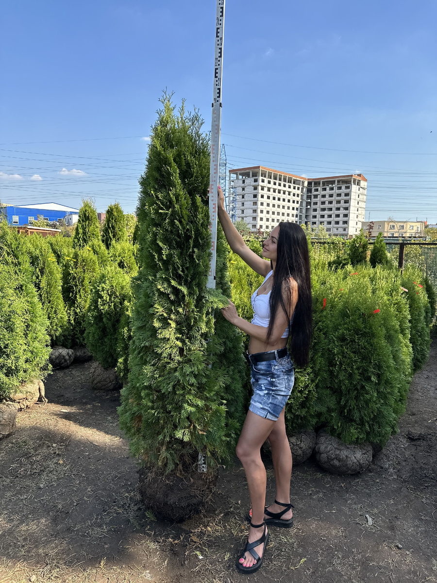 Туя западная Смарагд