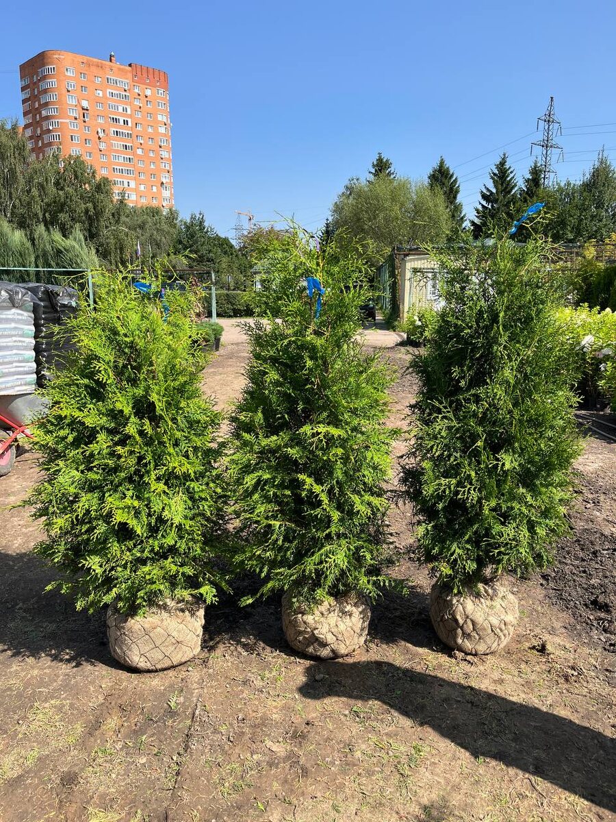 Туя западная Брабант