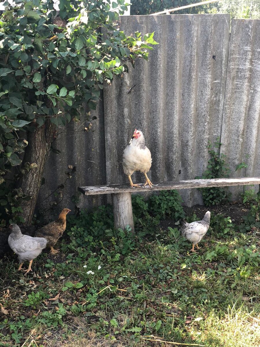 Курочек люблю сильнее. 