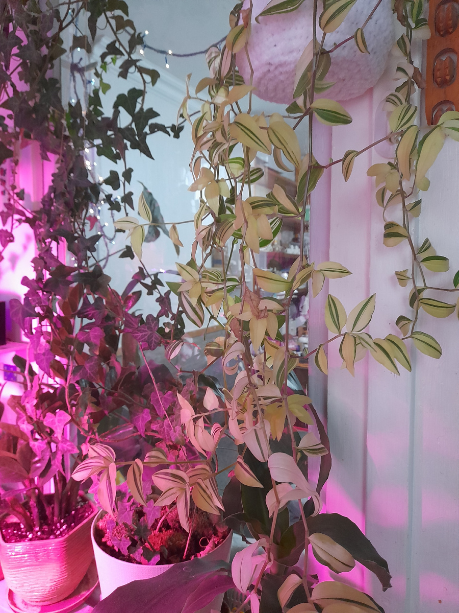 Слишком длинные стебли вариегатной традесканции белоцветковой