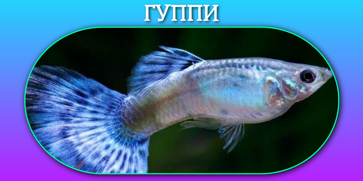 Рыбка Гуппи
