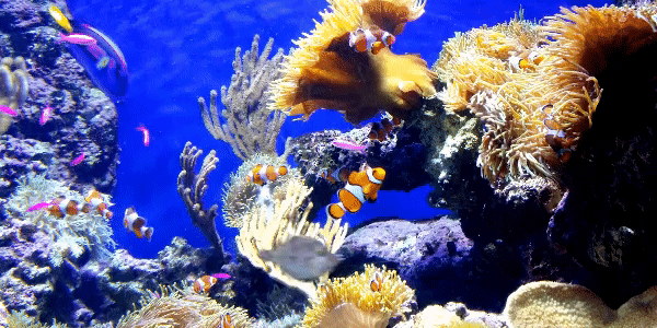 Аквариум с рыбками