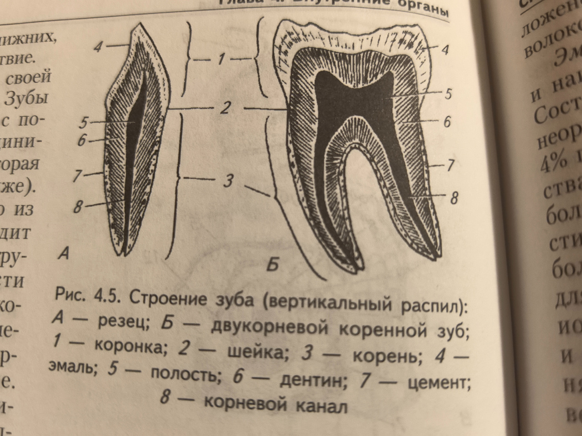 Два вида зубов человека. 