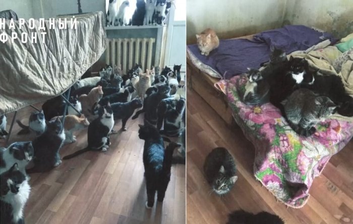 Кадры видео из группы «Народный Фронт | Новосибирская область», vk.com