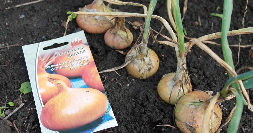 Как вырастить лук-репку из семян за один год