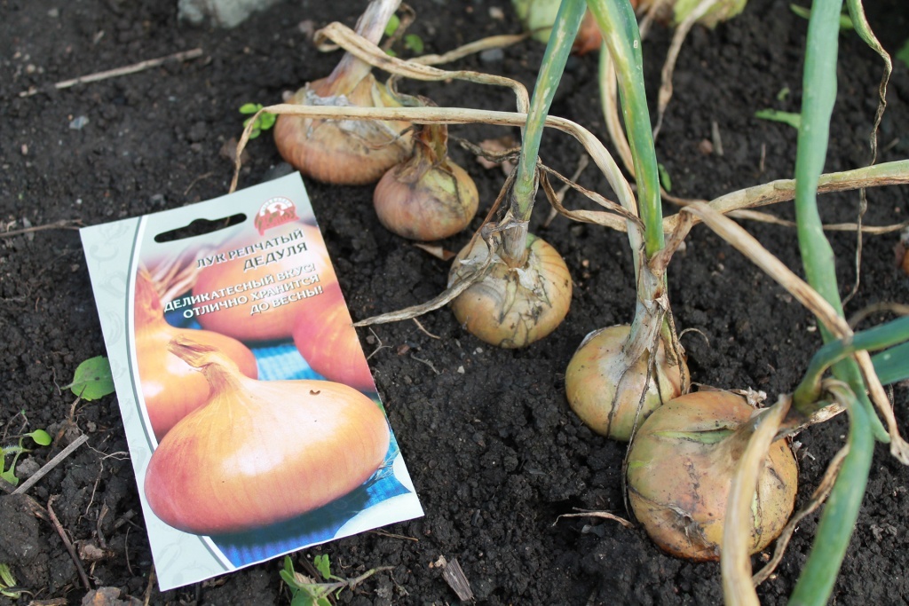 Лук Дедуля в сентябре 