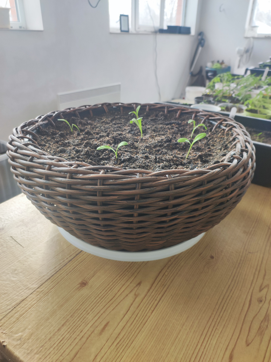 Кашпо сама сплела в субботу)